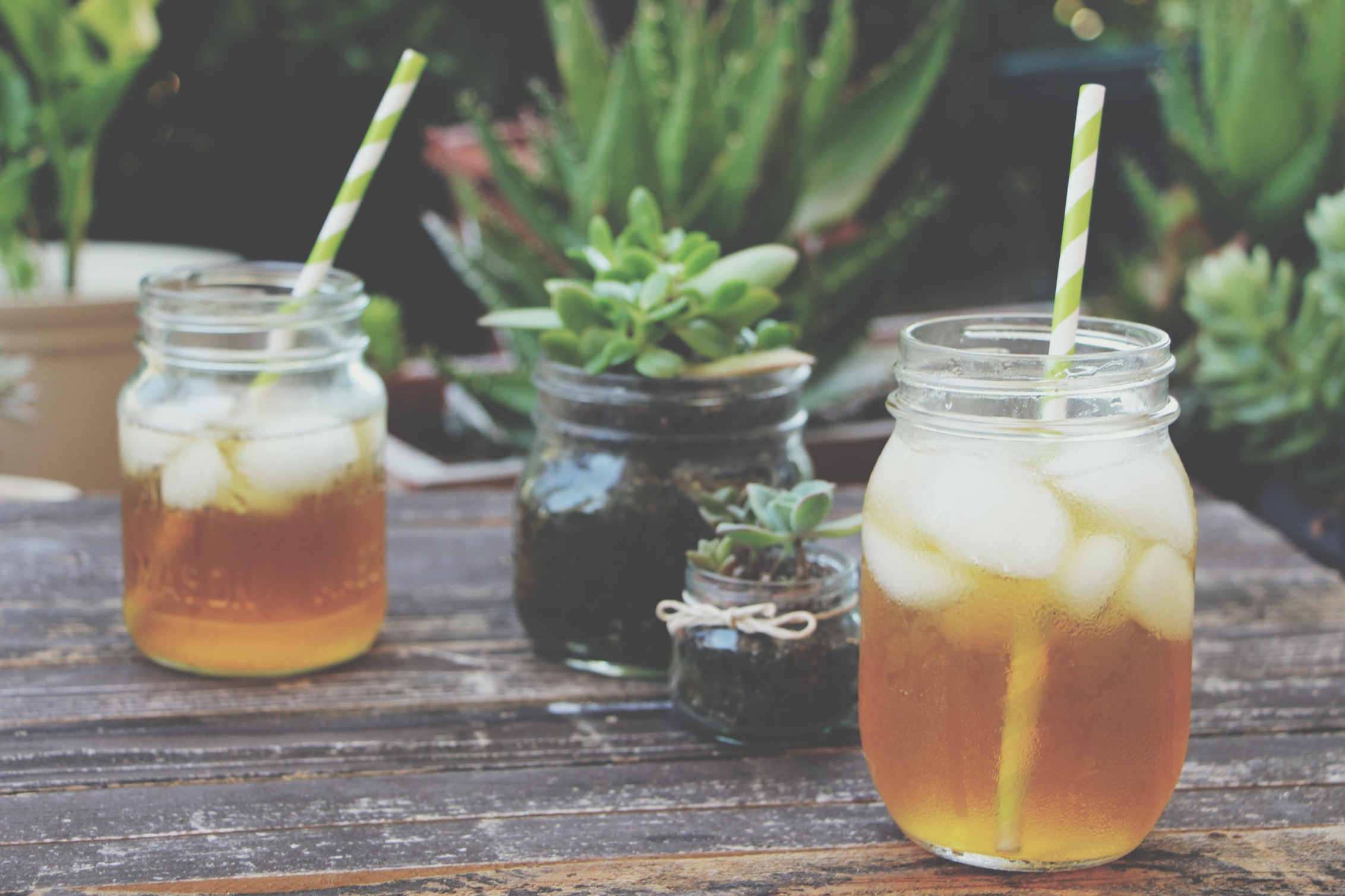 Iced Tea and Succulents via needlesandleaves.net
